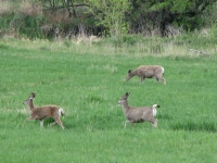 Deer at the campground